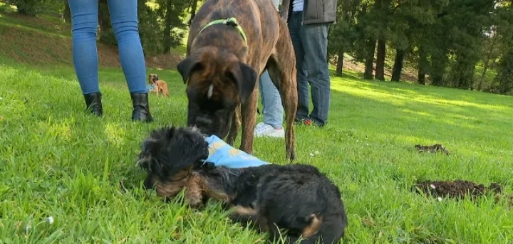 “Dogsfluencer Meeting”, peregrinación simultánea e solidaria de peregrinos con cans